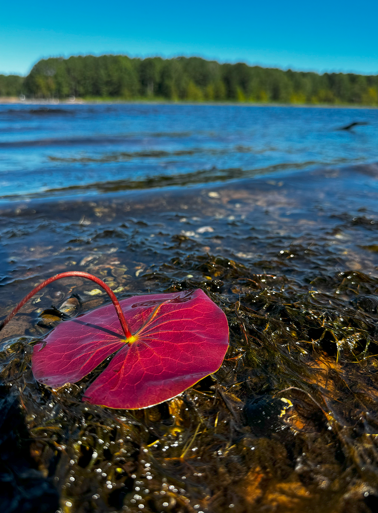 lillypad in lake